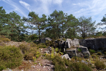 Sticker - Old stone quarry in the  Apremont gorges. Fontainebleau forest