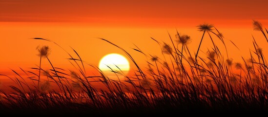 Vivid orange sky over silhouetted nature