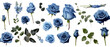  Set of isolated buds, flowers, leaves and blue rose flowers on transparent background. cut flower elements, garden themed designs. Top view high quality PNG.