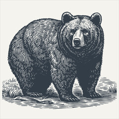 Wall Mural - Bear. Vintage woodcut engraving style vector illustration.	