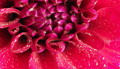 Canvas Print - flower with dew dops - beautiful macro photography