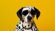 A studio portrait of a funky dalmatian dog wearing a spotted leather jacket , aviator sunglasses on a seamless yellow background, copy space for text.