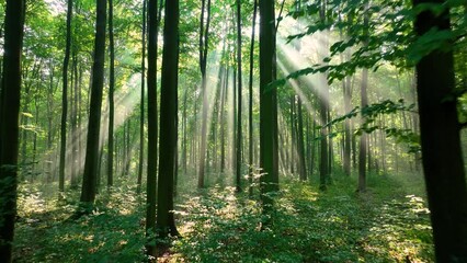 Wall Mural - forest in the morning