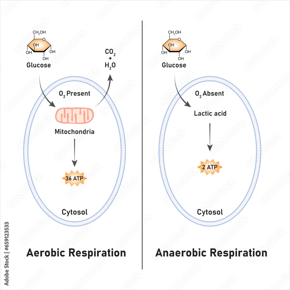 Aerobic and Anaerobic Respiration Scientific Design. Vector Illustration.  Stock Vector | Adobe Stock, image size:1000x1000