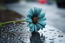 Symbol Of Sorrow: Wilting Flower Drenched In Rain