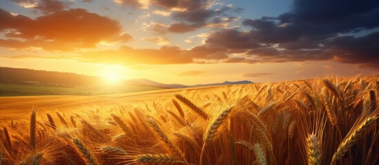 Wall Mural - sunset nature scene with wheat field