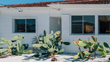 Modern White House With Spiky Flower Cactus Garden Yard 