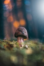 Macro Of A Single Brown Mushroom In The Scenery With A Soft, Dreamy, And Teal Background With Golden Hour Bokeh. Shallow Depth Of Field, Soft And Blurred Foreground. Moss In The Foreground