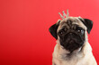 Cute pug puppy in golden crown on red background.Copy space.