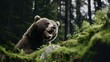 Brown bear - close encounter with a wild brown bear