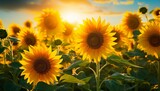 Fototapeta Kwiaty - A beautiful sunset over a field of vibrant sunflowers