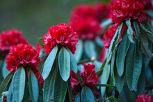 Close-up Of Rhododendron Flowers In Full Bloom