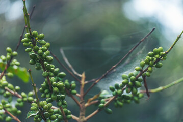 Fresh raw coffee bean green leaf bush ecology berry plant. Green coffee bean berry plant fresh raw seed coffee tree growth eco organic farm. Close up Green seed berries harvest arabica coffee garden