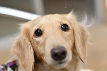 Fototapete - つぶらな瞳でこちらを見つめる犬