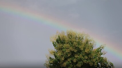 Wall Mural - Rainbow in the sky over the tree, rainforest, Thailand