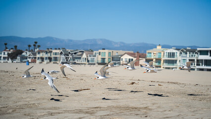 Elegant Tern Seabirds in flight with fish caught in beak flying along the coastal shores from the beach to the waves in their natural wild habitat Oxnard Southern California