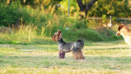 Wall Mural - the dog runs on the grass. Happy and Active Yorkshire Terrier with violet paws in the park