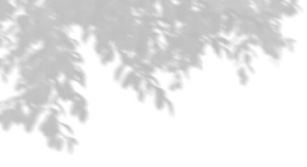 Wall Mural - shadow shade tropics tree branches leafs move on transparent backgrounds 3d illustrations png