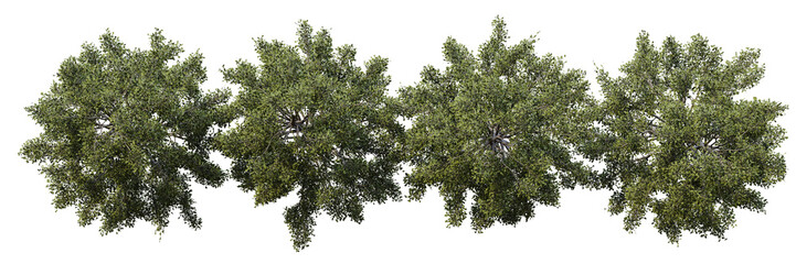 Poster - top view tree isolated on transparent background 3d rendering png