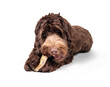 Happy dog eating beef bone or dental stick. Large fluffy puppy dog chewing beef rib center cut, while holding it between paws. Snack, reward and mental enrichment. Selective focus. White background.