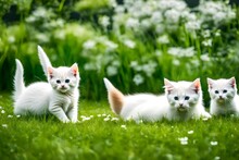 Cat And Dog In Grass