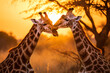 a pair of giraffes kissing