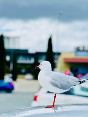 Red Billed Gull in Australian Capital territory Canberra ACT  