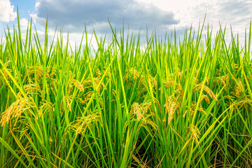 Canvas Print - Rice growing and ripening landscape in farmland