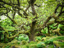 Dwarf Oak Trees And Mossy Boulders In Wistman's Wood, A Remnant Of Ancient Woodland On Dartmoor, Devon.