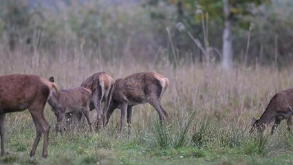 Wall Mural - Red deer females at twilight (Cervus elaphus)