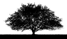 Black Vector Silhouette Of A Large Tree In Summer, Isolated On A White Background.