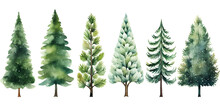 Set Of Different Watercolor Pine Trees Isolated On White Background