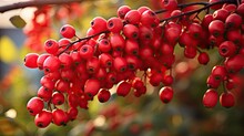 Autumn Garden With Ripe Red Berry Barberries Bitter Thunberg Berberis Fruits Ornamental Plant For Hedges Acidic Spice Alternative Medicine
