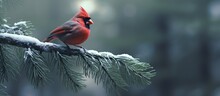 Northern Cardinal (cardinalis Cardinalis) Perched On A Pine Branch.