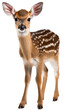 standing fawn isolated on a white background as transparent PNG
