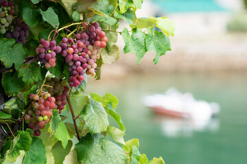 grapes bunches hanging on branches near sea in autunm on galician vine ,  background