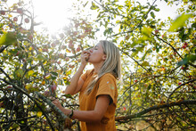 Blond Woman Eating Apples In Orchard