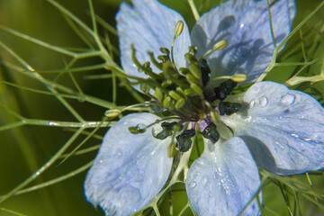 Wall Mural - blue and white flower