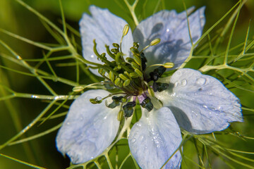 Poster - blue and white flower