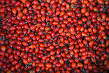 Ripe Red Rosehip Berries