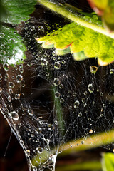 Wall Mural - Drops of water on the web.Background