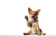 Dog saying hello with paw. On white background, copy space