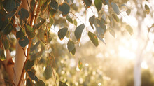 ユーカリの木の木漏れ日　朝日のきれいな光