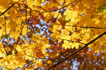 Wall Mural - Yellow maple leaves on a twig in autumn