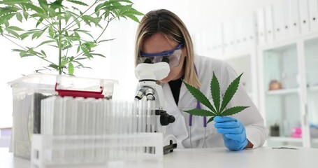 Canvas Print - Doctor chemist looking in microscope of marijuana in laboratory hands 4k movie slow motion. Legal production of drugs based on marijuana concept