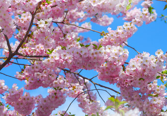 Wall Mural - Blooming sakura with pink flowers in spring