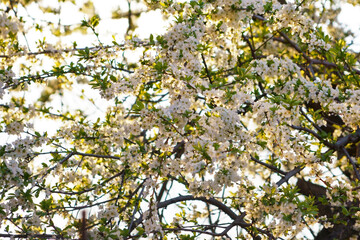 Wall Mural - Blossoming apple orchard in spring. Ukraine, Europe. Beauty world.