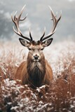 Fototapeta Zwierzęta - beautiful stag in the winter forest - ai-generated
