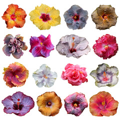 Sticker - Beautiful collection of 16 different, real single flower flowerhead of tropical Hibiscus rosa sinensis cut out on an isolated background