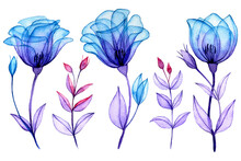 Watercolor Drawing, Set Of Transparent Rose Flowers. Blue And Purple Flowers, X-ray